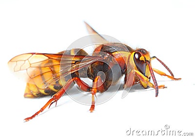 The European Hornet (Vespa crabro). Stock Photo