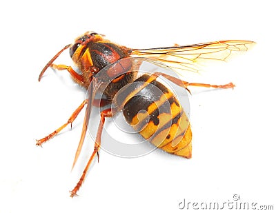 The European Hornet (Vespa crabro). Stock Photo