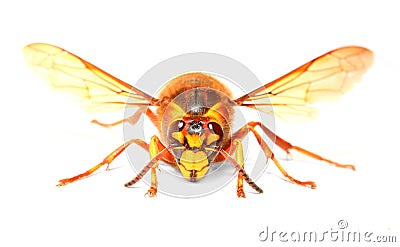 The European Hornet (Vespa crabro). Stock Photo