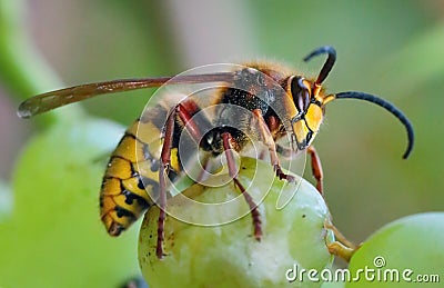 European Hornet, Hornet, Wasp in green nature Stock Photo