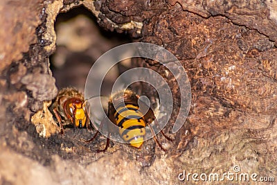 European hornets defend the entry of their hornets nest against invaders and are a dangerous and poisonous pest that build colony Stock Photo