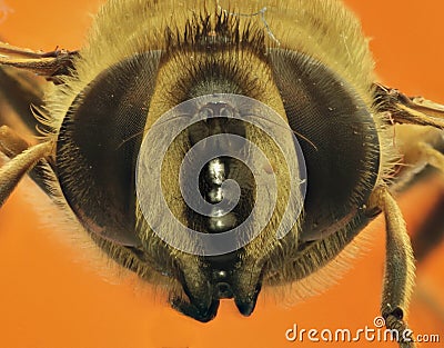 European Hoverfly on orange Background Stock Photo