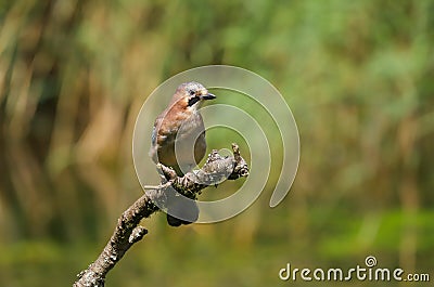 European Jay Garrulus glandarius bird Stock Photo