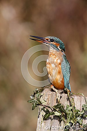 European kingfisher, Alcedo atthis Stock Photo