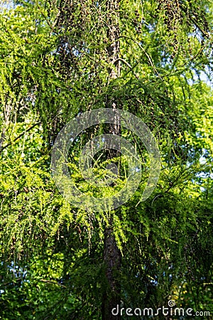 European larch Larix decidua Stock Photo