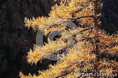 European larch Larix decidua yellow branches, sun lit in Bucegi moutnains Carpathians, Romania, late autumn Stock Photo