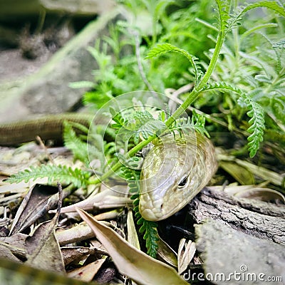 European legless lizard or Scheltopusik. Square photo image. Stock Photo