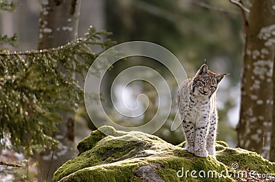 European lynx Stock Photo