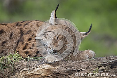 European lynx sleeping, eyes closed Stock Photo