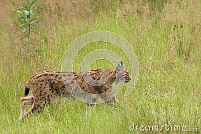 European Lynx Stock Photo