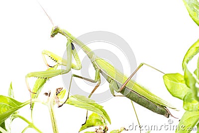 European Mantis or Praying Mantis, Mantis religiosa, on plant. I Stock Photo