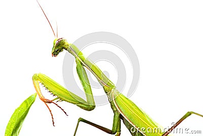 European Mantis or Praying Mantis, Mantis religiosa, on plant. I Stock Photo