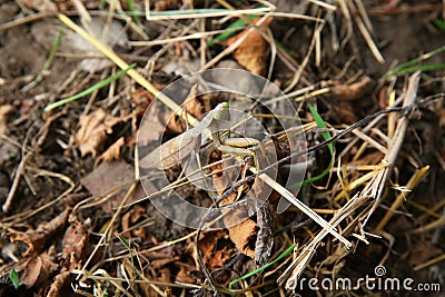 European mantis religiosa sitting on grass . European Mantis clinging to a stalk of grass . The green grasshopper looks at the Stock Photo