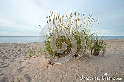 European marram grass, Ammophila arenaria growing in sand on a beach Stock Photo