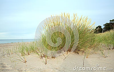 European marram grass, Ammophila arenaria growing in sand on a beach Stock Photo