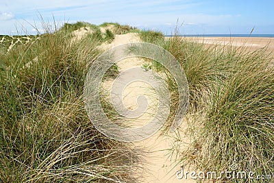 European marram grass Stock Photo