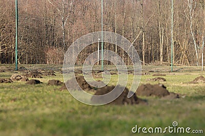 European mole and his family devastate soccer field in czech republic. Scoops of earth are everywhere you see. Hard working animal Stock Photo