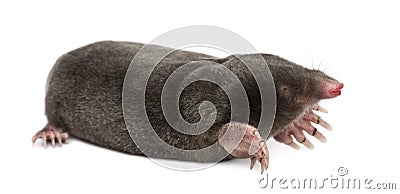 European Mole, Talpa europaea Stock Photo