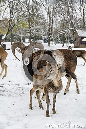 European mouflon, Ovis musimon. Ram in the winter time Stock Photo