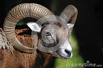 European mouflon (Ovis orientalis musimo) Stock Photo