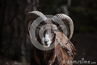 European mouflon (Ovis orientalis musimon). Stock Photo