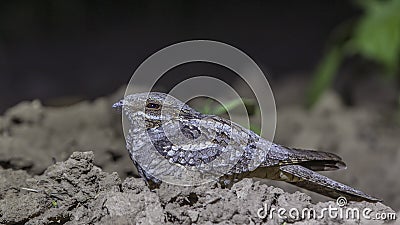 European Nightjar Cowering on Ground Stock Photo