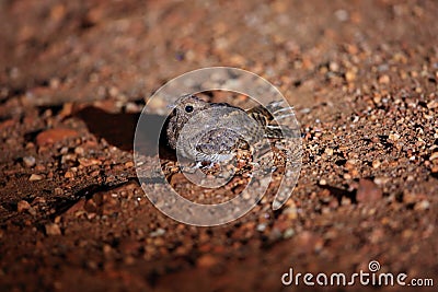 European Nightjar Stock Photo