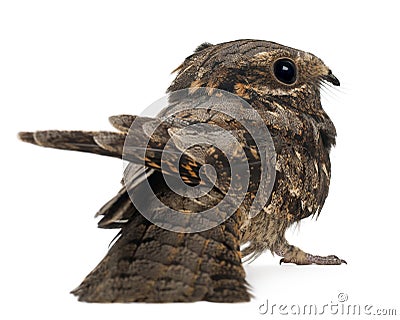 European Nightjar, or just Nightjar Stock Photo