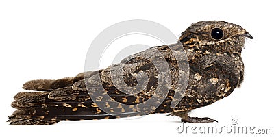 European Nightjar, or just Nightjar Stock Photo