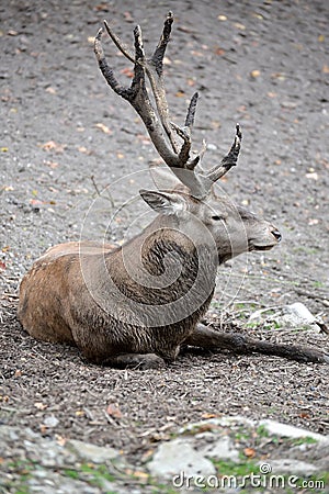 European noble deer Cervus elaphus Linnaeus lies on the ground at the zoo Stock Photo