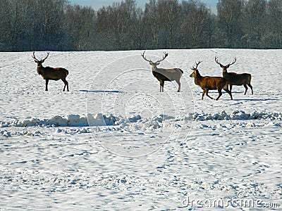 European noble deer in the wild, in the snow-covered forest in search of food, at the end of winter Cartoon Illustration