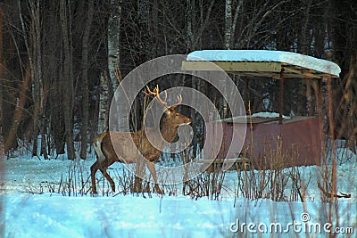 A large, adult male European noble deer with large horns in the spring in a forest glade observes the surrounding environment. Cartoon Illustration