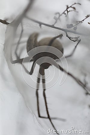 European Nursery Web Spider - Pisaura mirabilis Stock Photo