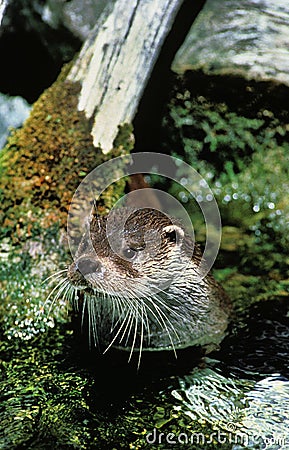 European Otter, lutra lutra, Adult standing in River Stock Photo