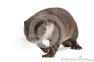 European Otter, Lutra lutra, 6 years old Stock Photo