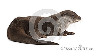 European Otter, Lutra lutra, 6 years old Stock Photo
