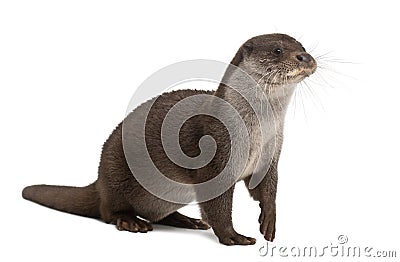 European Otter, Lutra lutra, 6 years old Stock Photo