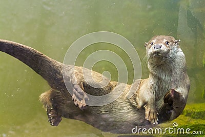 European otter (Lutra lutra lutra) Stock Photo