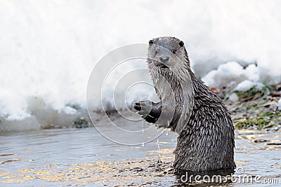 European Otter (Lutra Lutra) Stock Photo