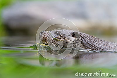 European Otter swimming Stock Photo