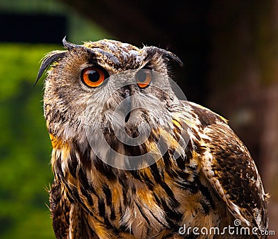 European Owl Stock Photo