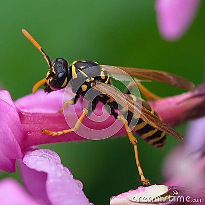 European paper wasp on the flower Stock Photo