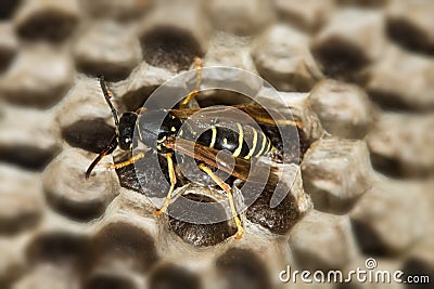 European Paper wasp, Polistes dominula in the nest Stock Photo