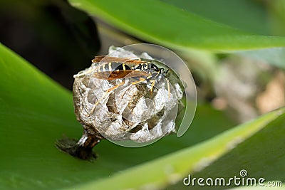 European paper wasp queen Stock Photo