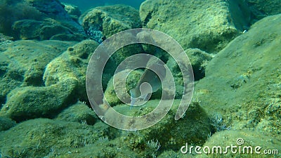 European parrotfish or Mediterranean parrotfish Sparisoma cretense undersea Stock Photo