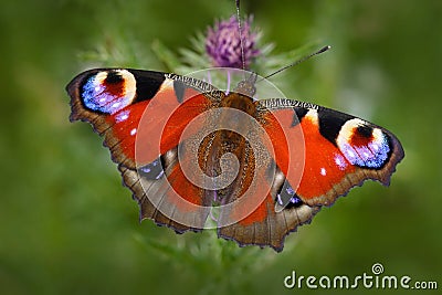 European Peacock, Aglais io, red butterfly with eyes sitting on the pink flower in the nature. Summer scene from the meadow. Beaut Stock Photo