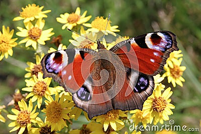 European Peacock butterfly Stock Photo