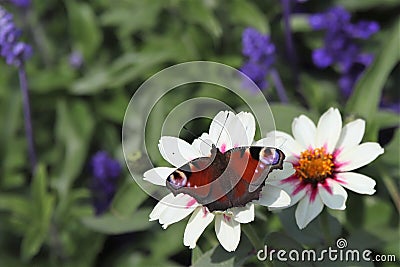 Butterfly on a wonderful dahlia flower Stock Photo