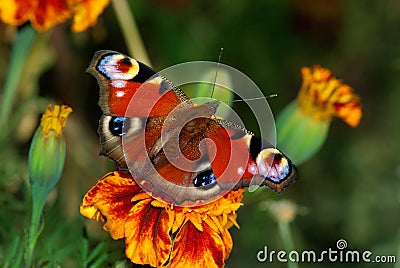 European peacock butterfly on a flowe Stock Photo