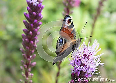 European Peacock butterfly on flower. Stock Photo